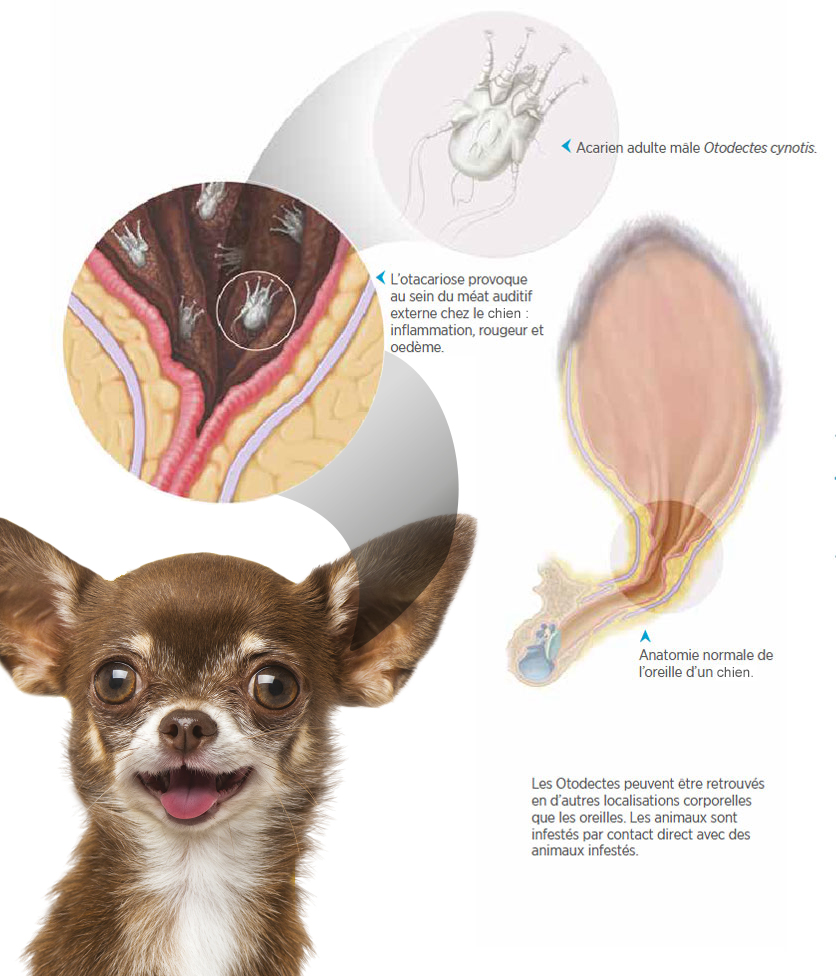 Gale des oreilles chez le chien : Cause, symptômes et traitements